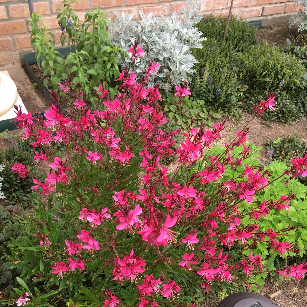 Meet your Posher, Angie